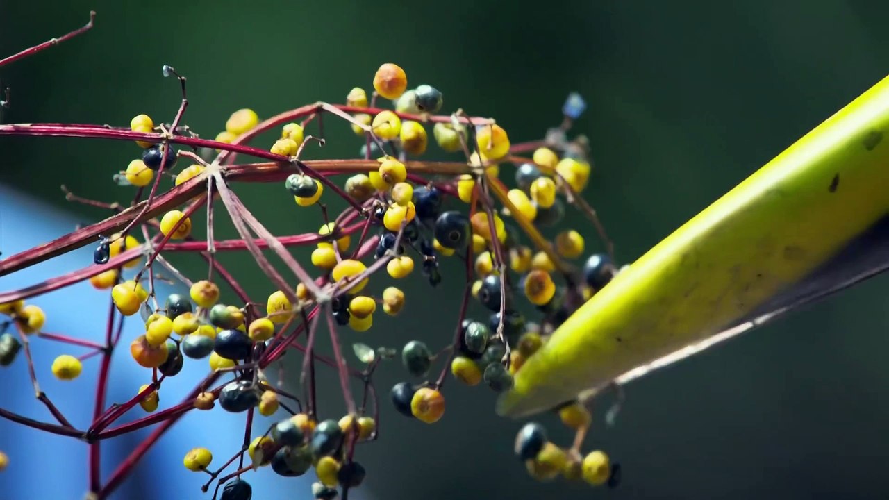 Life in Colour_1of2_Seeing in Colour