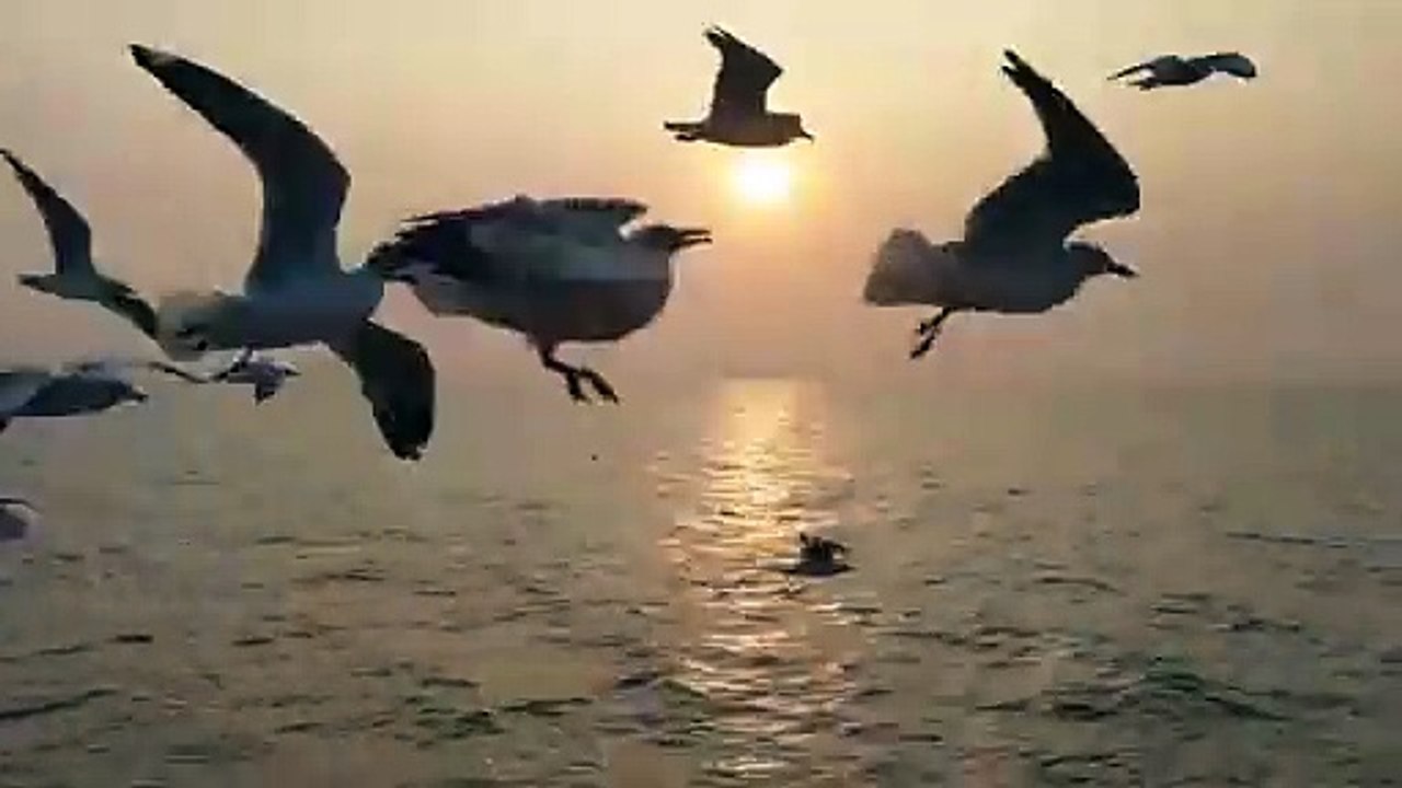 Flight in Turbulence