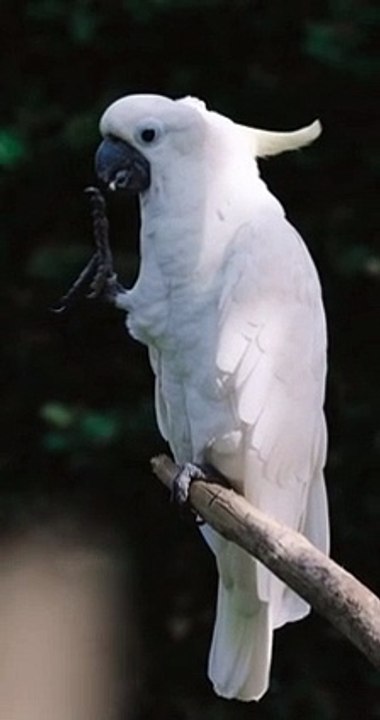 Macaw posing for Left Profile