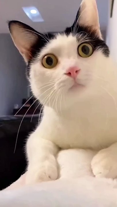 Can someone tell me what's going on with this cat?🤣😍😍