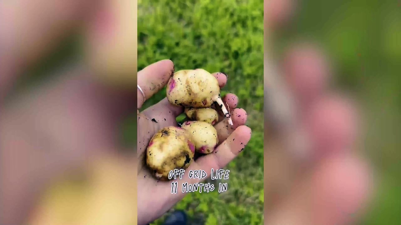 Woman spends £260 a month living rent-free - harvesting rainwater and growing veg