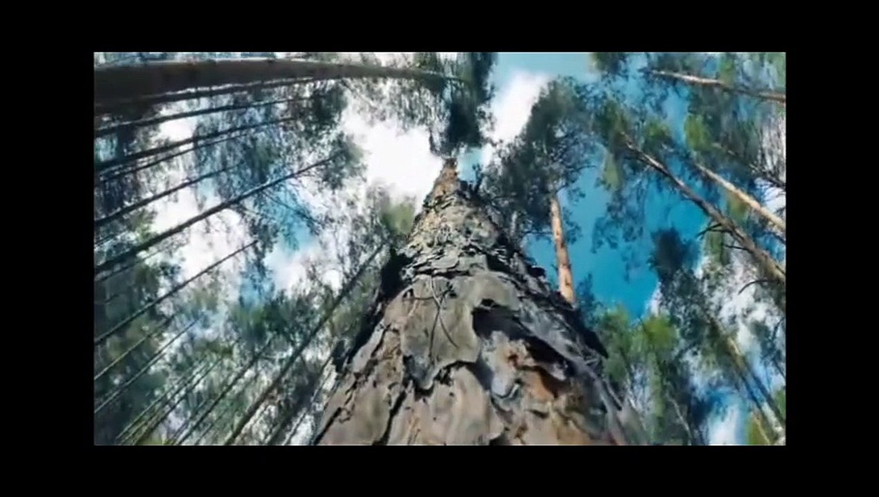 Bhediya || Part 1 Bollywood Movie flimworld70