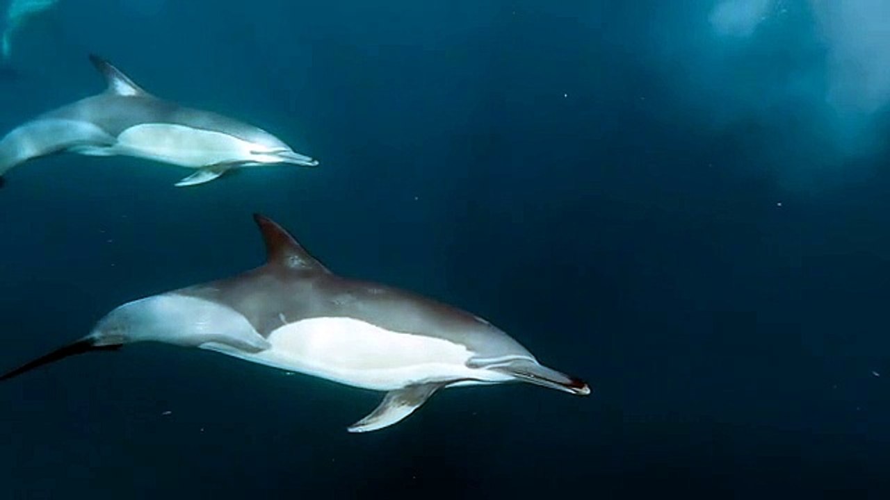 Beautiful Dolphin