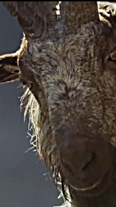 Animal & Travel Documentaries 🎥