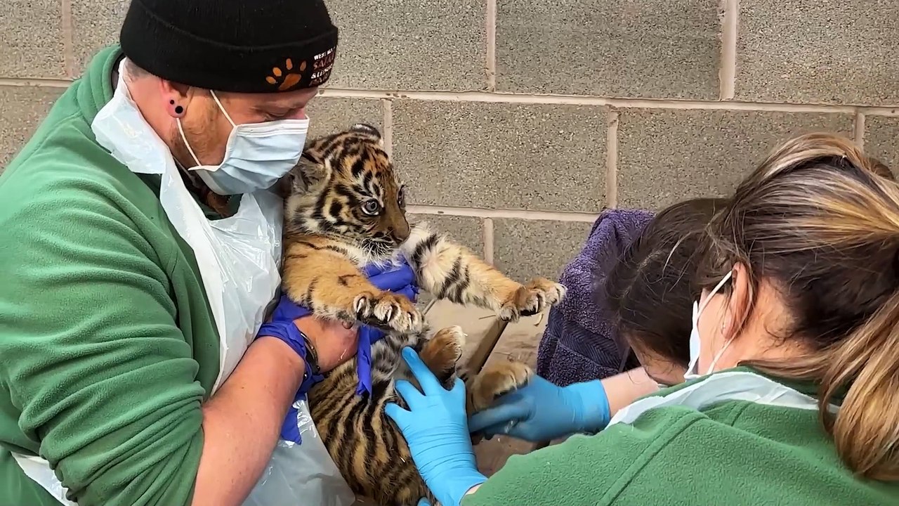 Critically endangered tiger cubs at West Midlands Safari Park take first steps outside