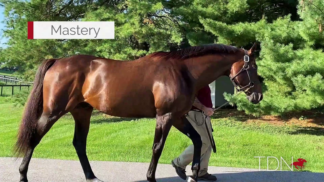 TDN Stallions: Mastery
