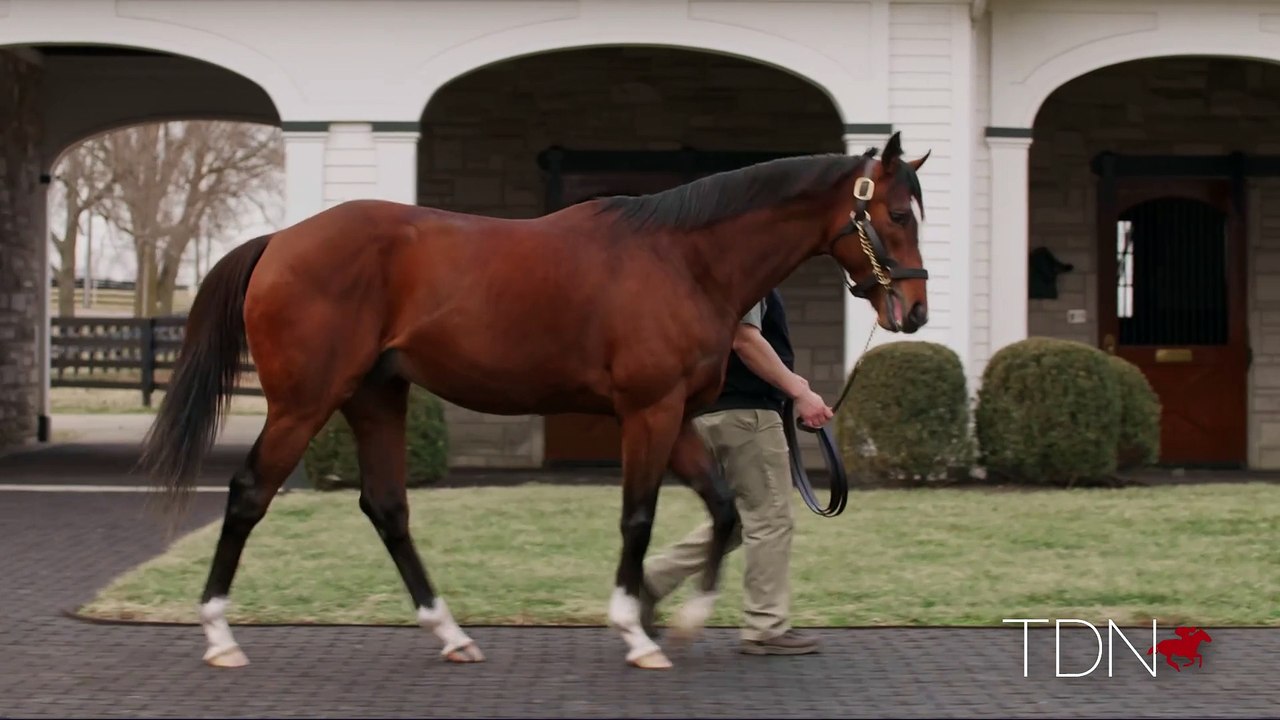 TDN Stallions: Authentic