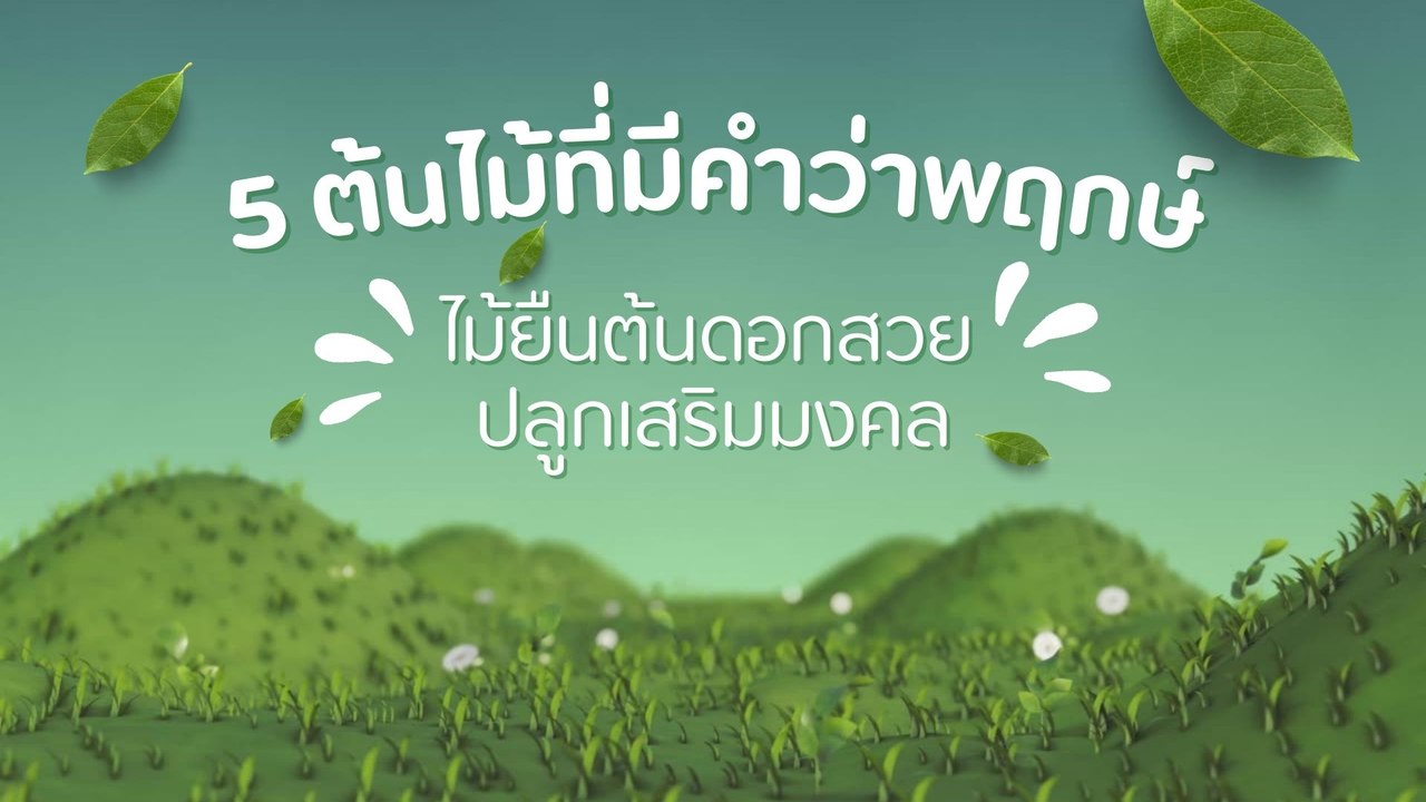 5 ต้นไม้ที่มีคำว่าพฤกษ์ ไม้ยืนต้นดอกสวย ปลูกเสริมมงคล