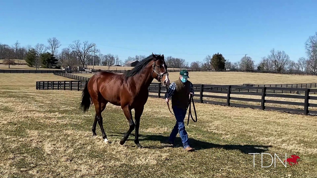 TDN Stallions: Complexity