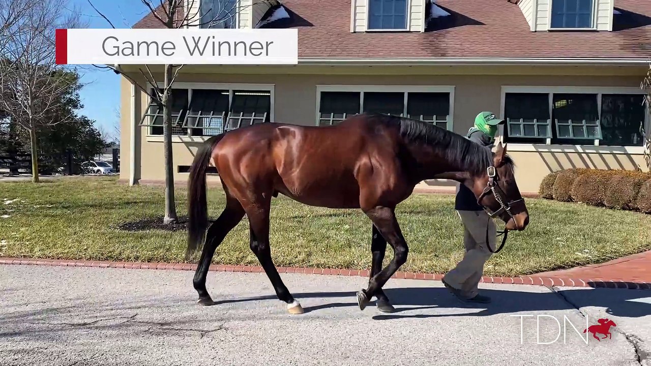 TDN Stallions: Game Winner