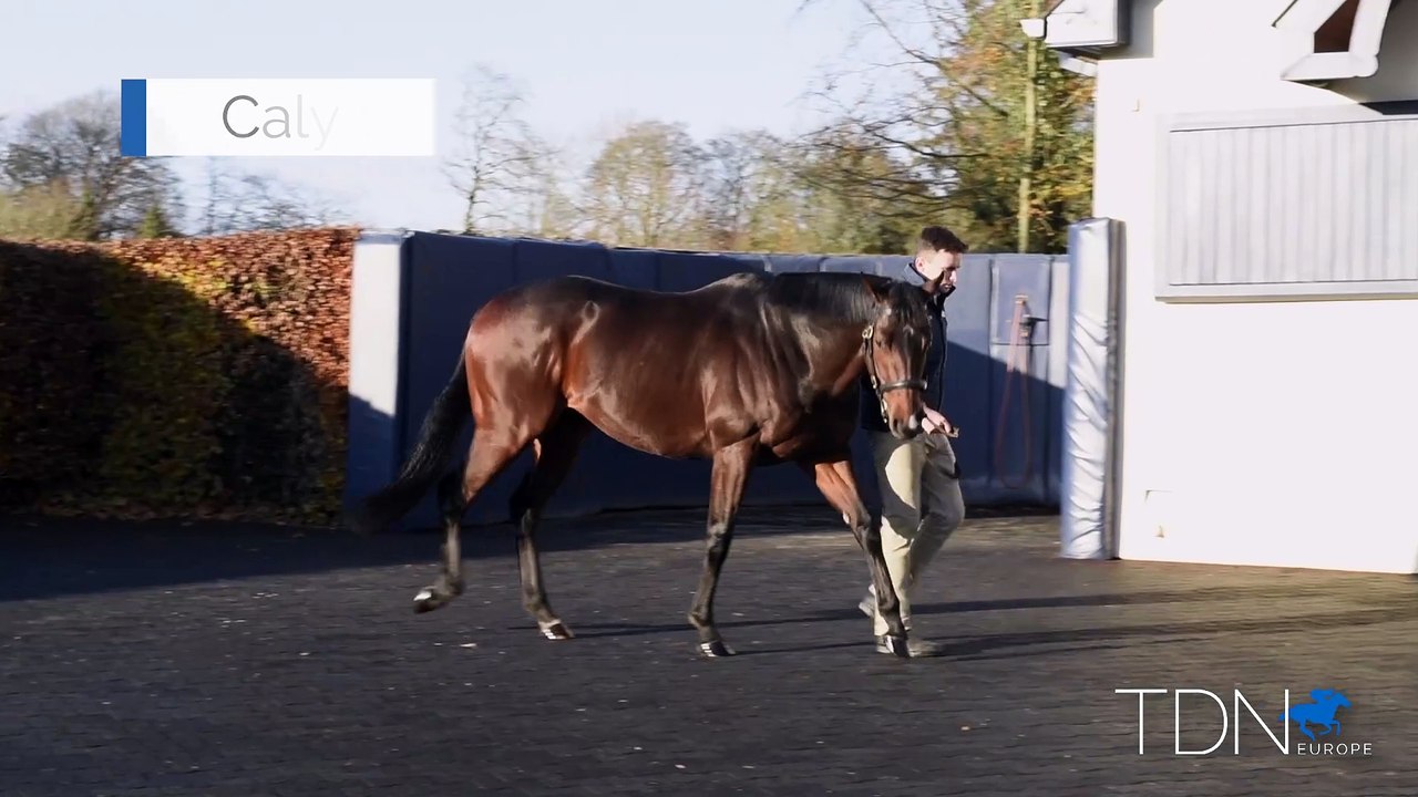 TDN Stallions: Calyx