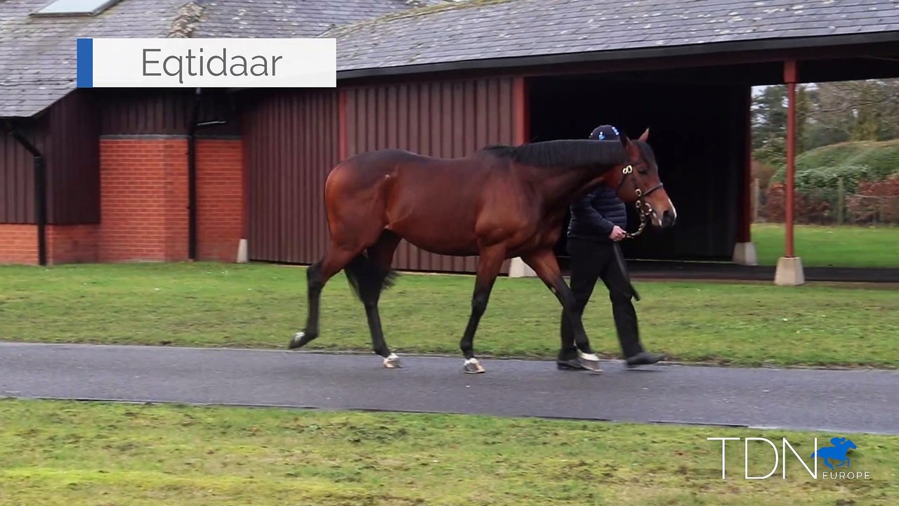 TDN Stallions: Eqtidaar