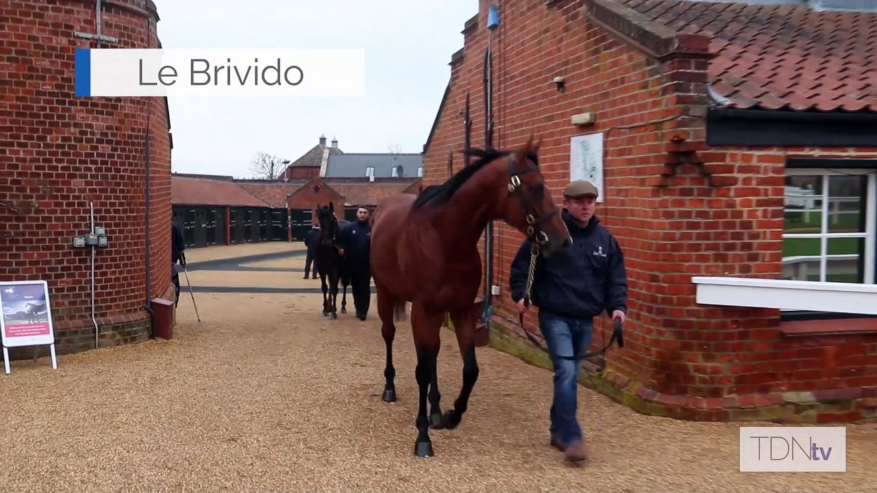TDN Stallions: Le Brivido