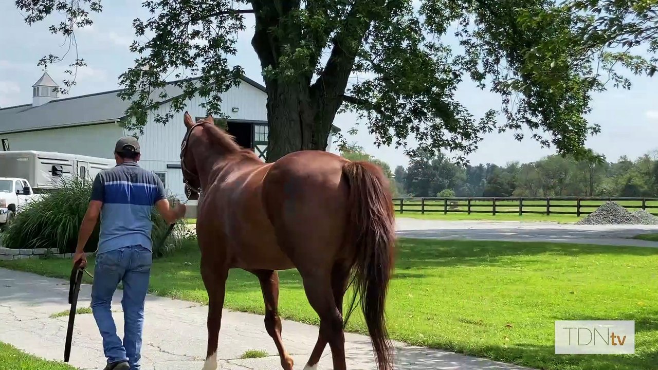 TDN Stallions: Irish War Cry