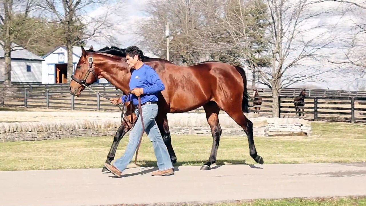 TDN Stallions: Core Beliefs