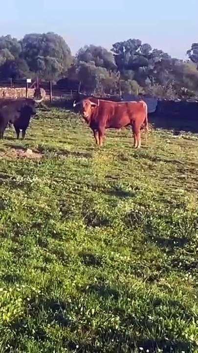Los toros de Osborne para la corrida benéfica de este domingo en Tomelloso