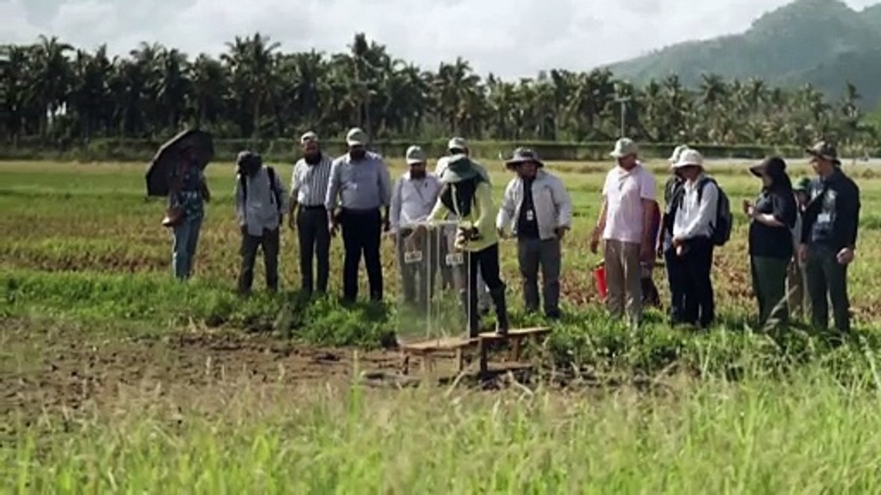 Rice farming science in race to reduce grain’s climate change impacts