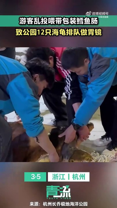 游客擅自投喂 害12只海龟排队照胃镜