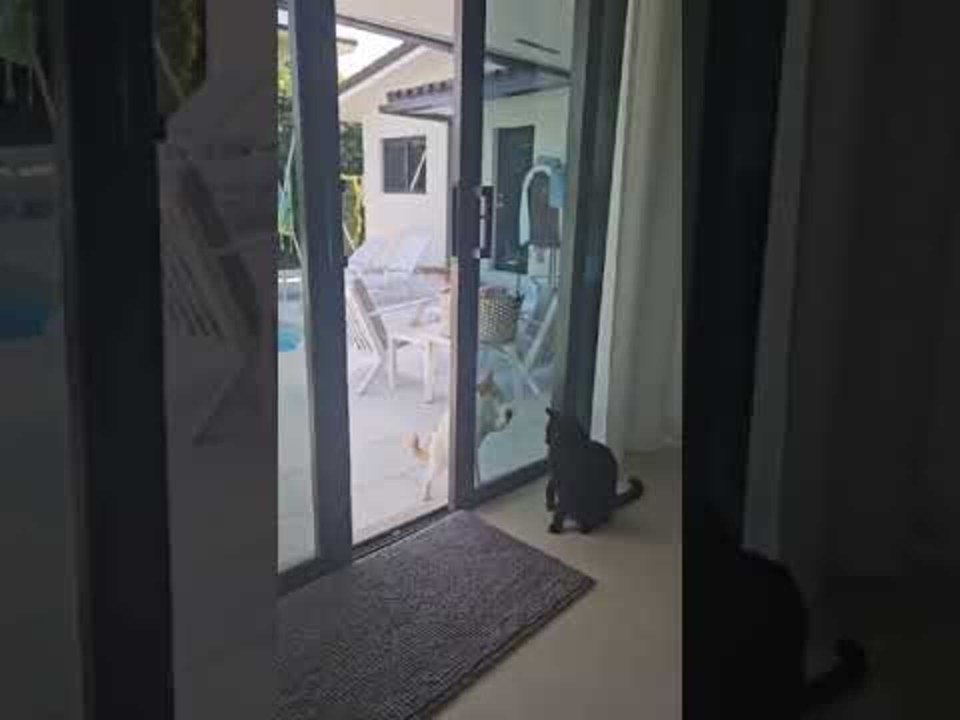 Cat Does Not Realise Open Door