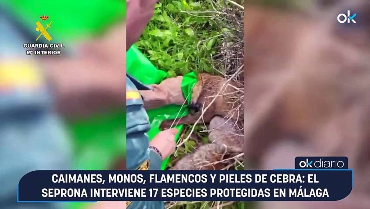 Caimanes, monos, flamencos y pieles de cebra: el Seprona interviene 17 especies protegidas en Málaga