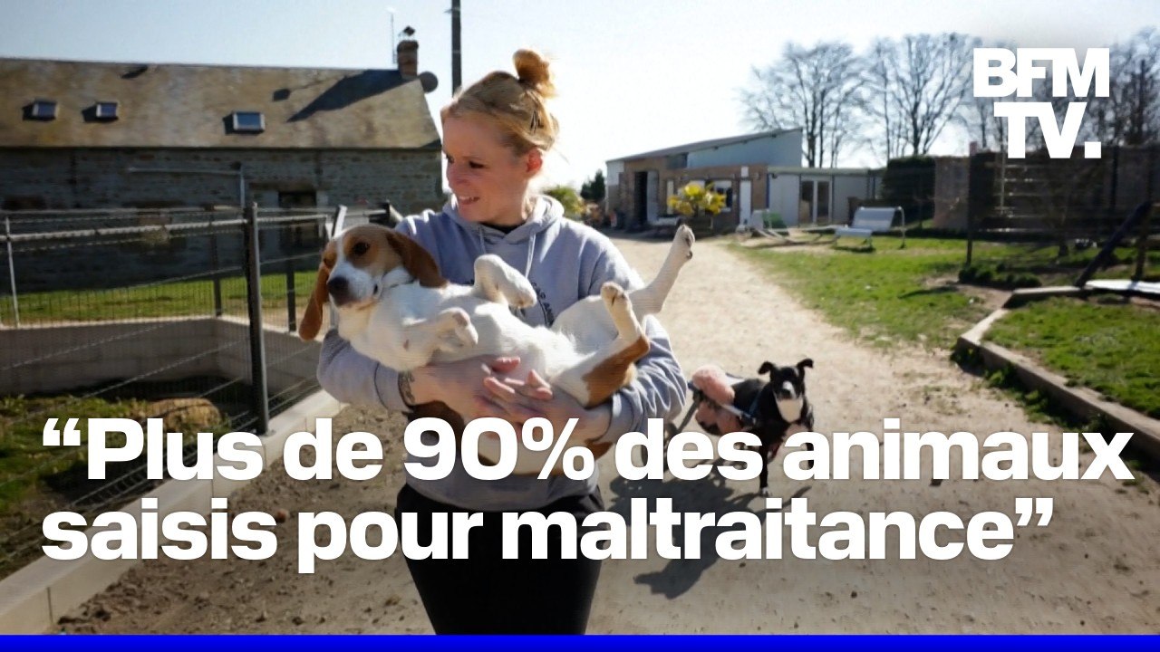Ce sanctuaire normand donne une seconde vie aux animaux martyrisés