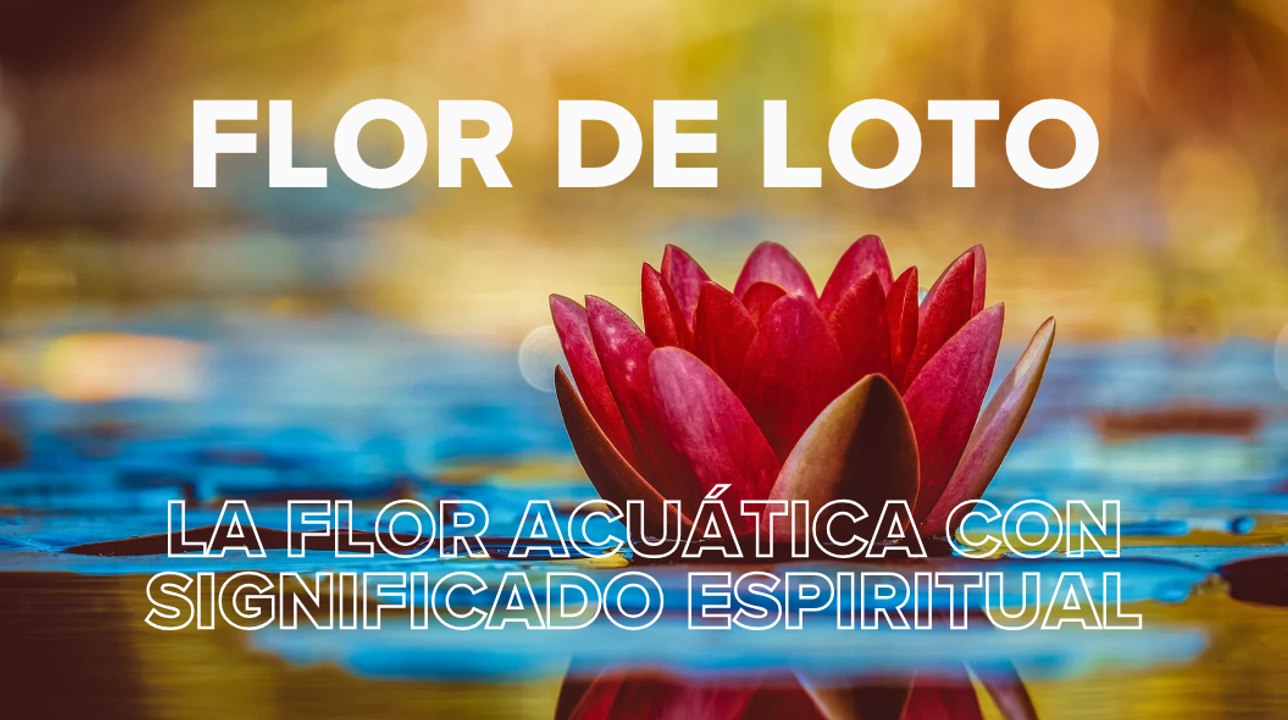 Flor de loto: la flor acuática con significado espiritual