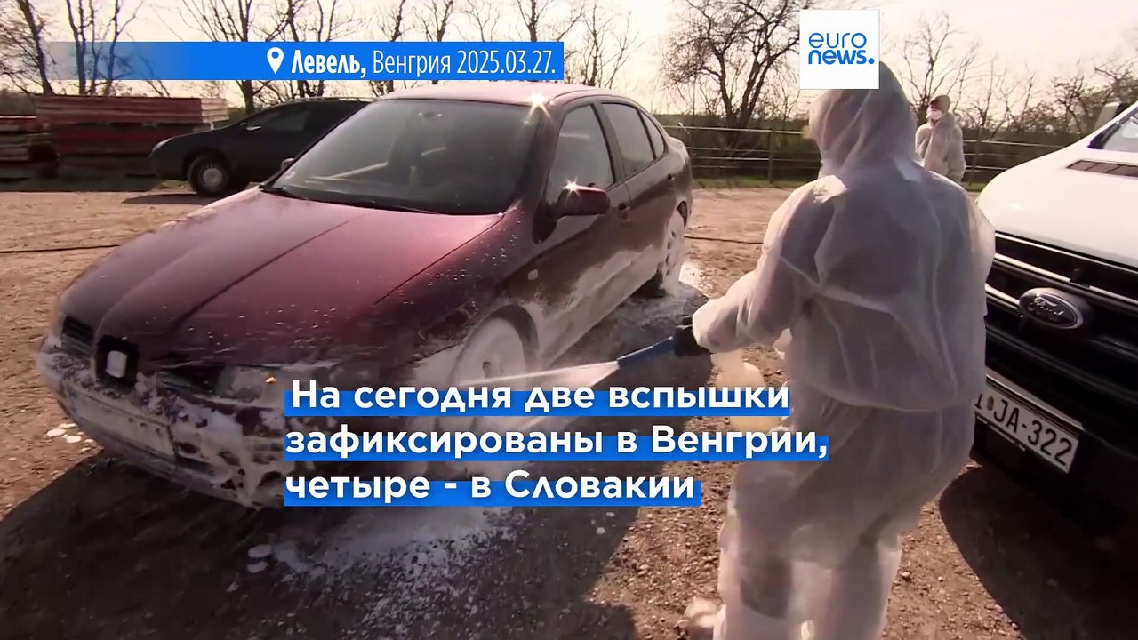 После Словакии вспышка ящура обнаружена в Венгрии