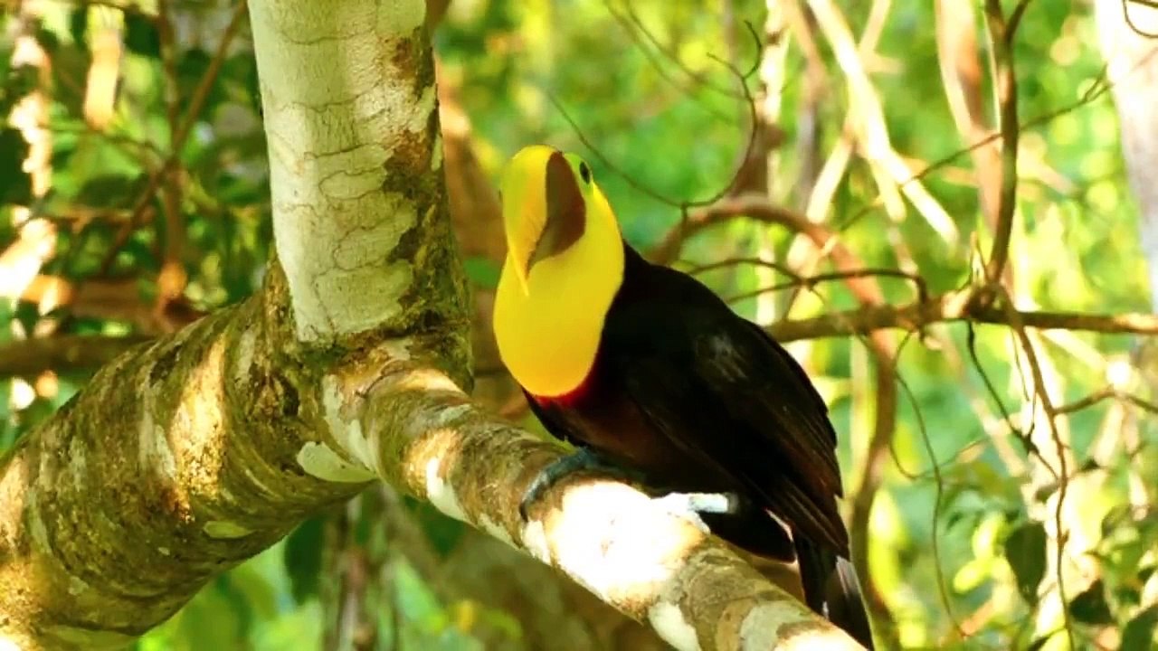 Yellow Beak Toucan