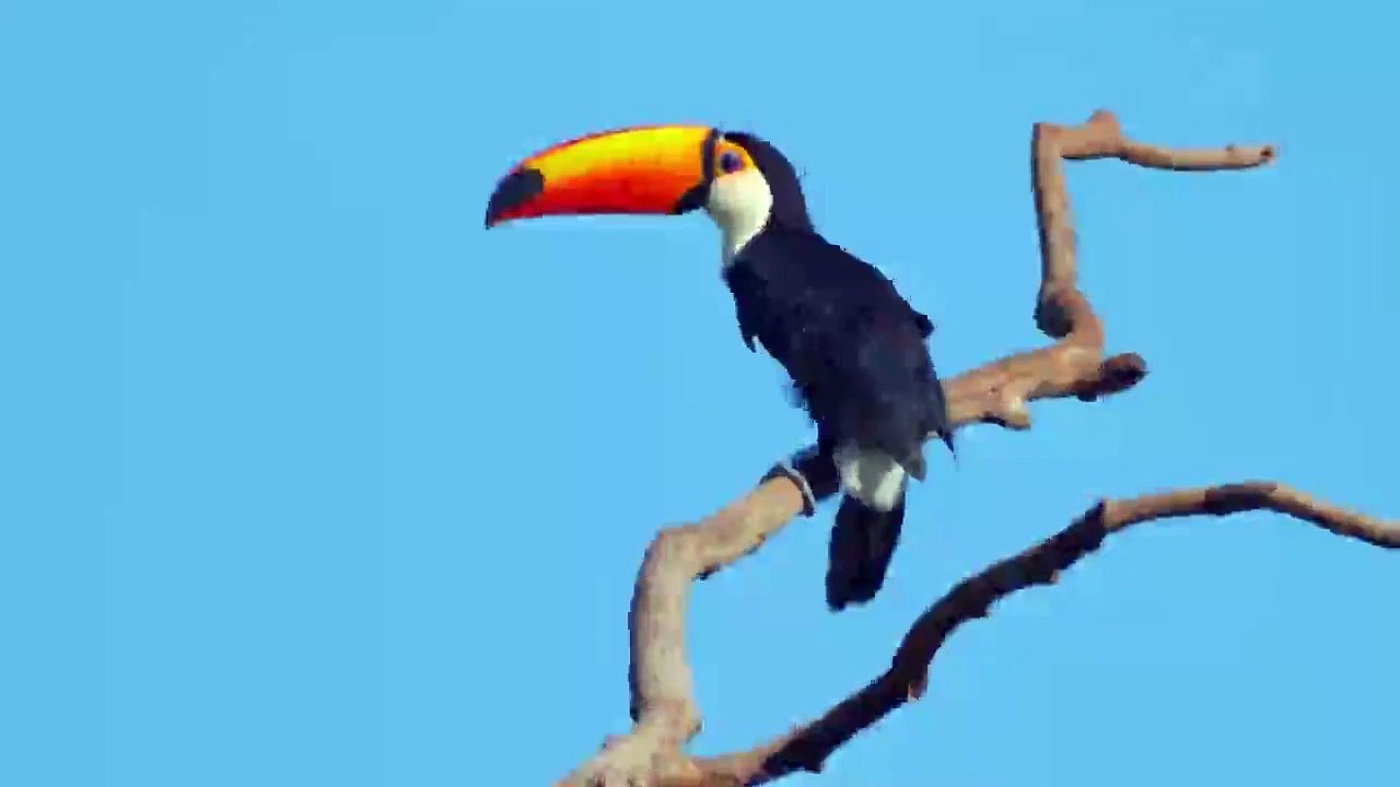 Golden Red beak toucan