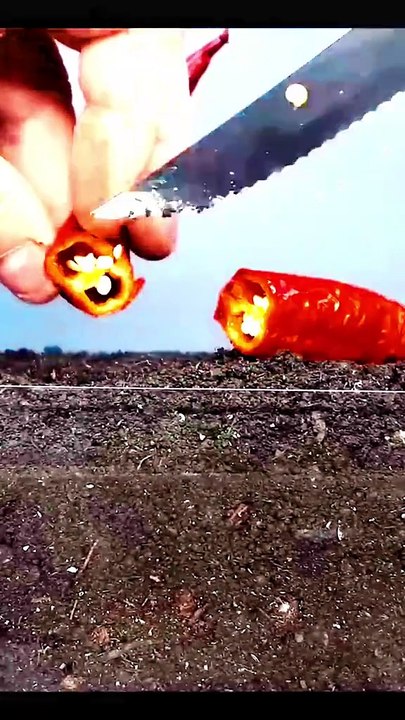 Growing Chili Pepper Plant