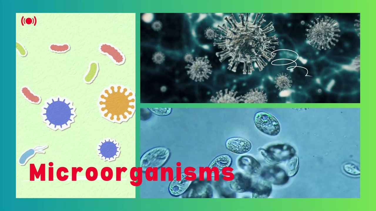 Microorganisms, Classification, Advantages and Disadvantages