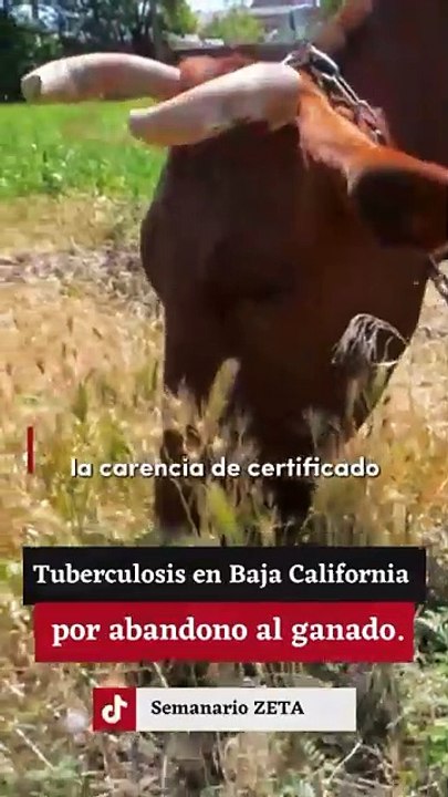 Falta de control sanitario en ganado de Baja California facilita contagios de tuberculosis