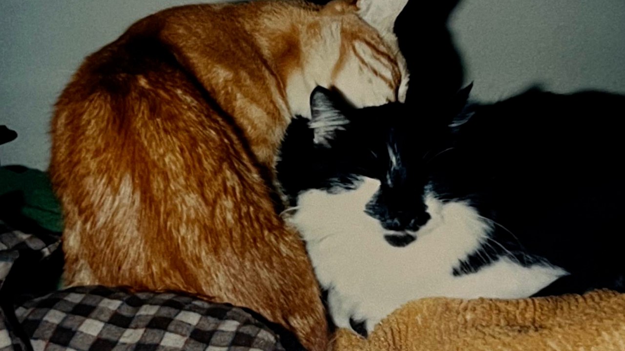 Frau stößt auf Fotoalben ihrer Eltern aus den 80ern: Was sie darin sieht, haut sie um!