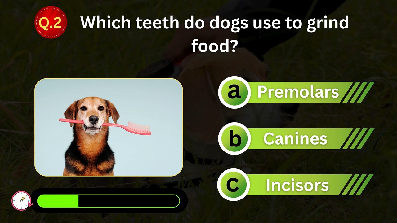🔎 What Is the Hardest Substance in a Dog’s Tooth? 🦷 Test Your Knowledge!