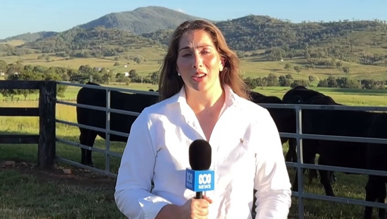 Australian cattle farmers react to new US tariffs