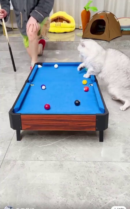 Video lucu ,kucing lucu