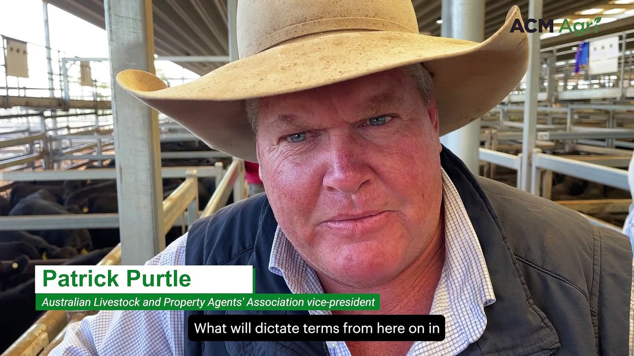 NSW cattle markets unperturbed by Trump's tariffs