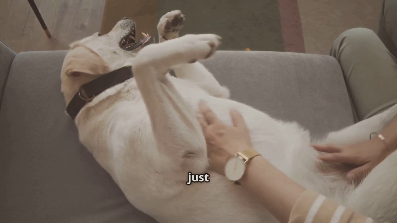 Why Dogs Love Belly Rubs and Other Quirky Behaviors