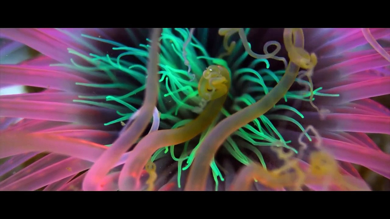 OCEAN WITH DAVID ATTENBOROUGH Trailer