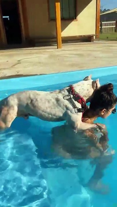 Cachorro que 'não sabe nadar' encanta a internet com vídeo adorável na piscina