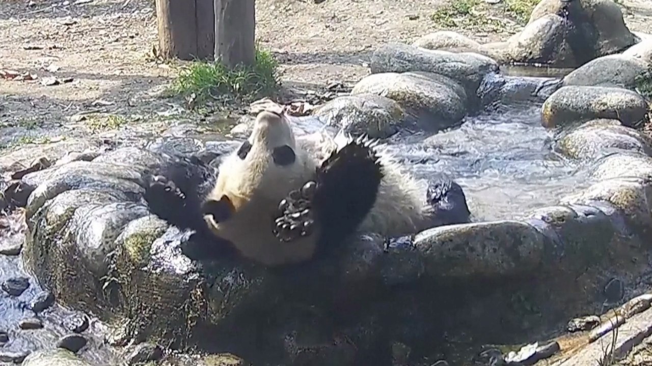 This Panda Loves Doing Aqua Yoga! You Have to See it to Believe It