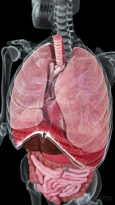 Explore the Dynamic Movements Inside Your Body #short  #anatomy #meded #3danimation