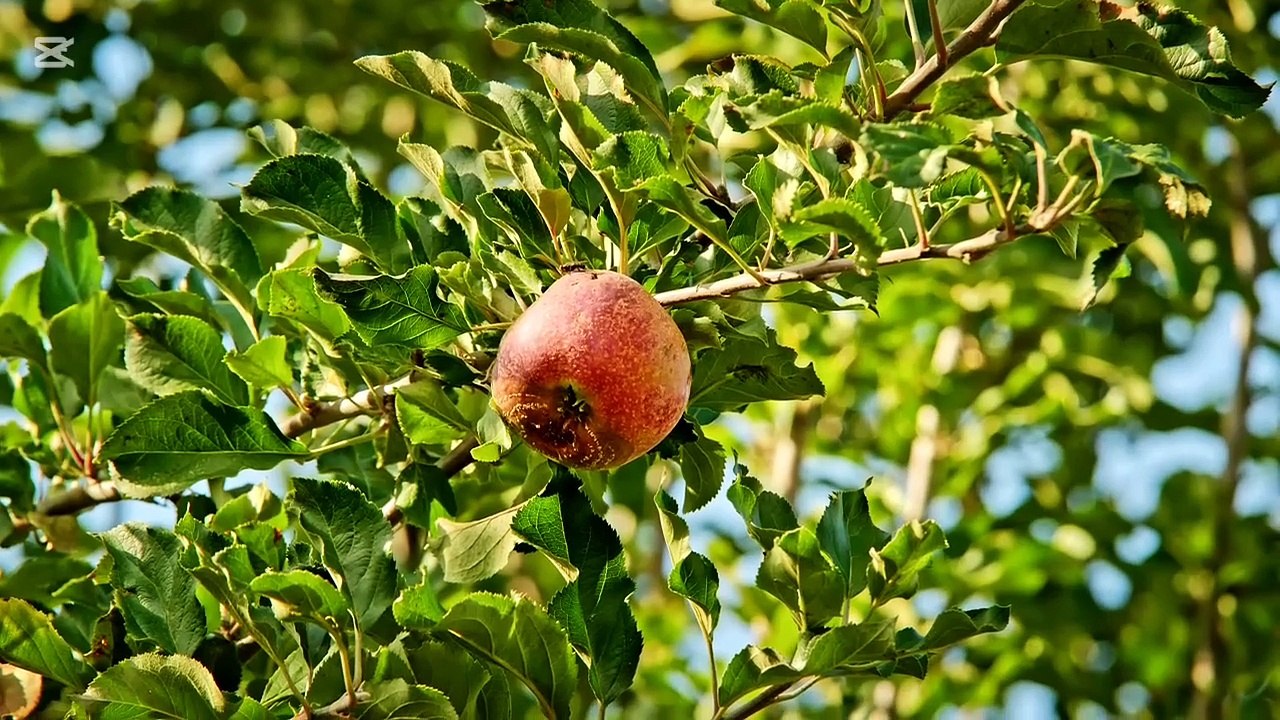 Fruits required for daily use