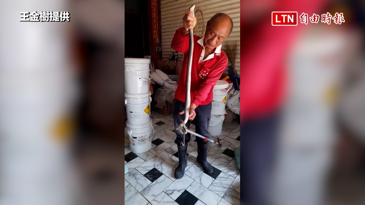 1週捕獲2隻！1.2米長眼鏡蛇出沒住家騎樓嚇壞居民（王金樹提供）