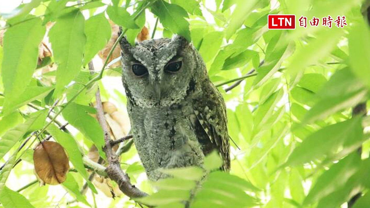 嘉市北園國小1週2度領角鴞現蹤 專家：高機率在校園棲息