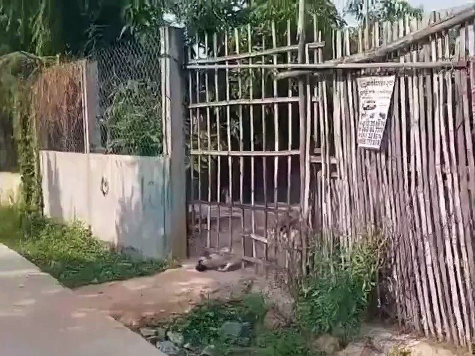 2 types de chiens...