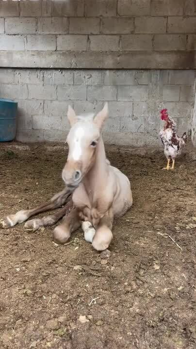 Horse Gets Startled by Rooster's Loud Cluck