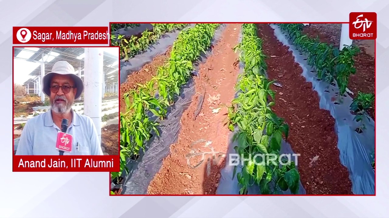 Madhya Pradesh: IITian Builds Country's Largest Agri-Voltaic Solar Plant