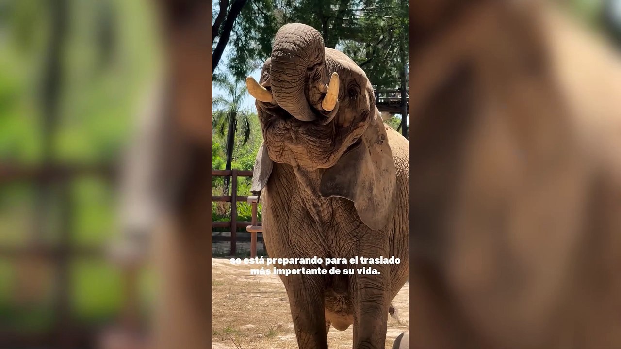 Así se llevaban a la elefanta Pupy