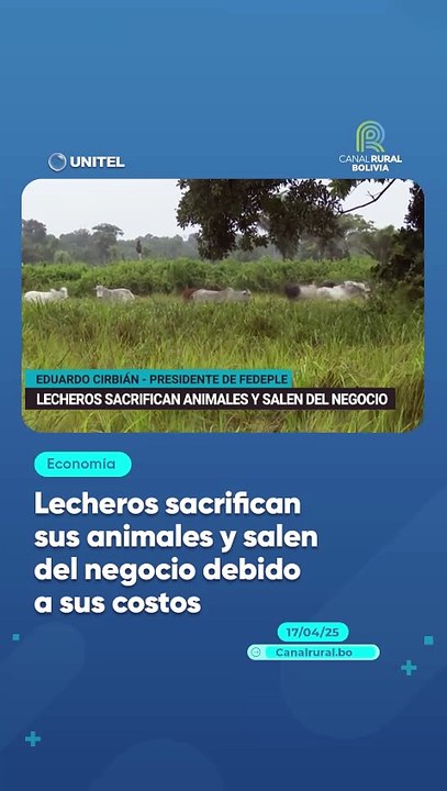 Lecheros sacrifican sus animales y salen del negocio debido a sus costos